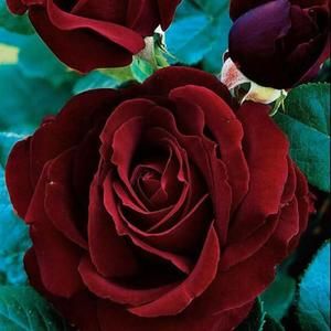 Meet your Posher, Loi